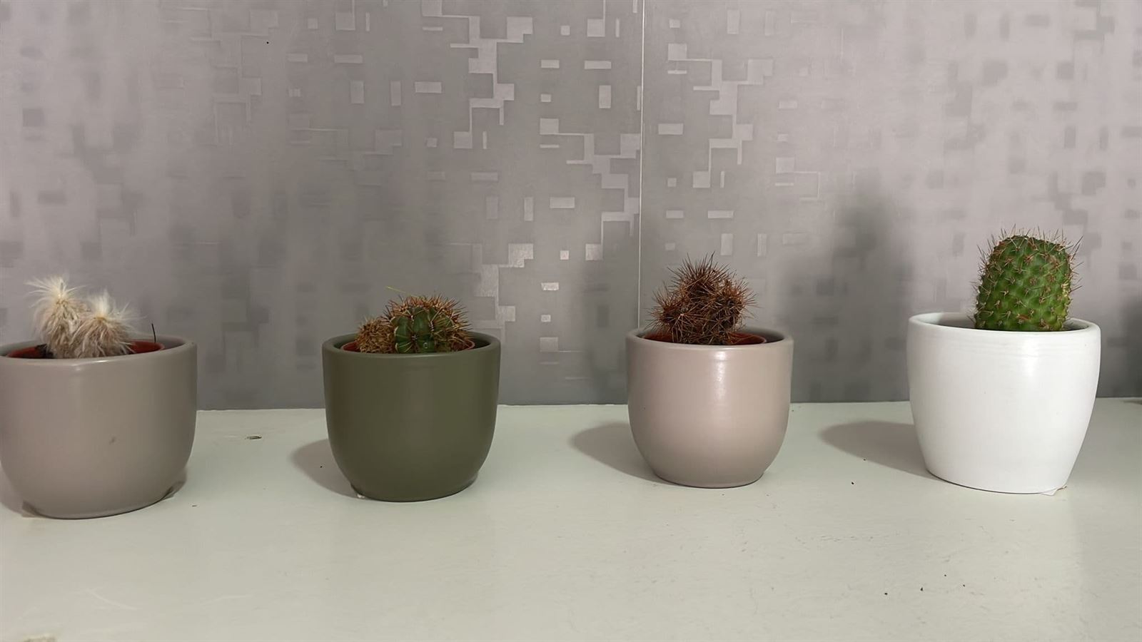 Cactus variados - Imagen 1